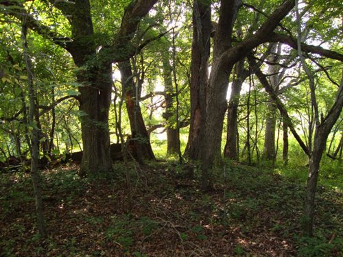 Property photo 5 - 72 Acres offered in 6 Tracts